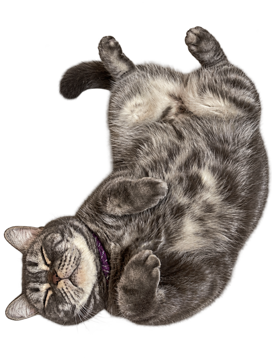 Ash lying on his back with relaxed paws