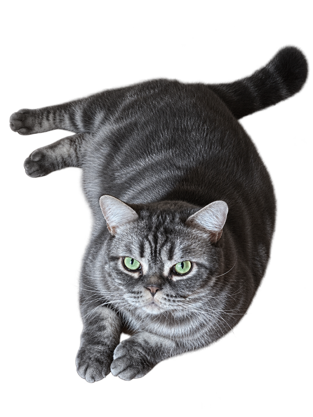 Ash, a silver tabby, looking straight ahead with green eyes